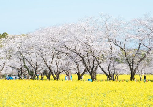 宮崎県でお花見｜西都市の桜スポット名所と穴場をまとめてご紹介！